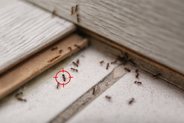 Best Flea Control Services  in Seabrook, TX