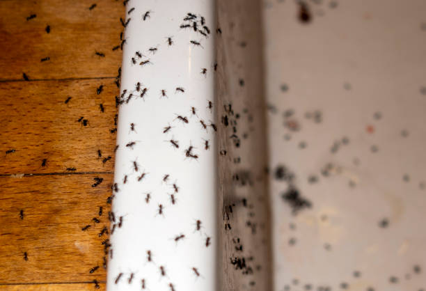 Best Wildlife Control Services  in Seabrook, TX