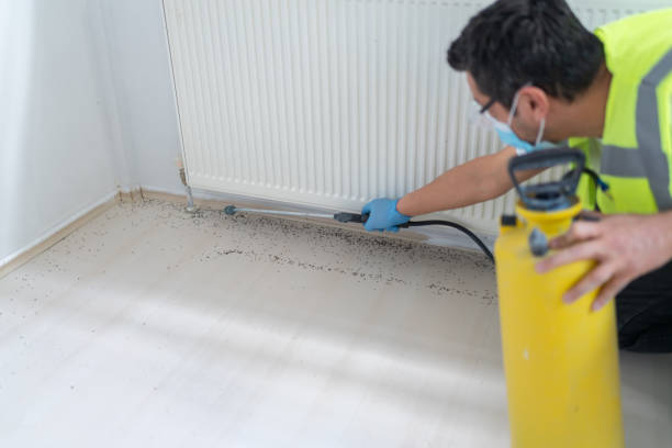 Best Ant Control Services  in Seabrook, TX