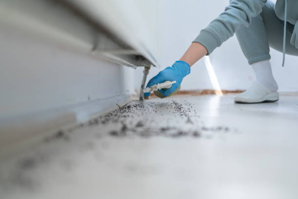 Best Cockroach Control Services  in Seabrook, TX