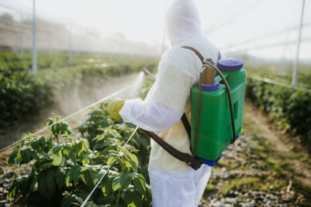 Best Mosquito Control Services  in Seabrook, TX